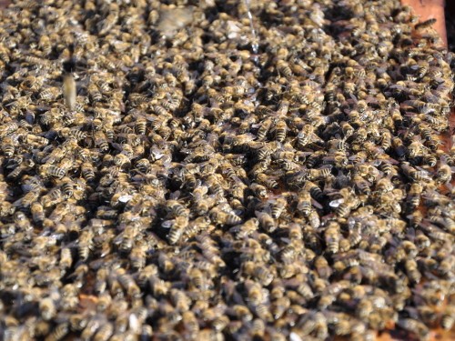 Detajl čebelje družine na satju — kranjska čebela