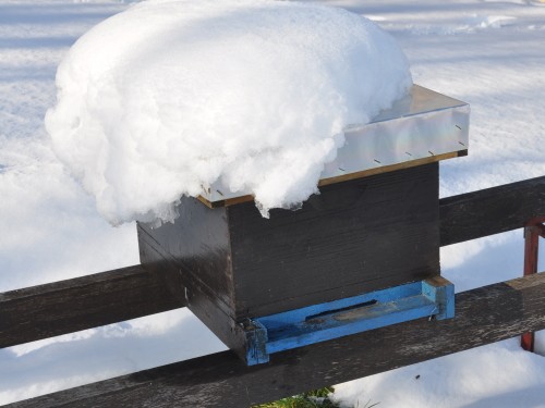 Čebelnjak z nakladnimi panji v zimskem snegu